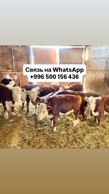 собаки доберман цена: Продаю | Музоо, торпок | Герефорд | На откорм