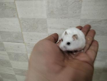 Gəmiricilər: Məhsul: Cırtdan hamsterlər (Djungarian/campbell tipli) Rənglər: tam — 2