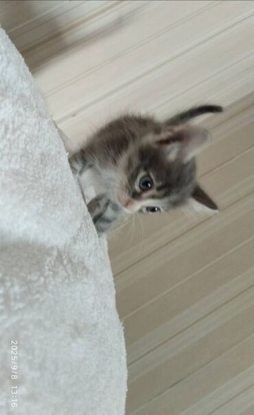 котик в добрые руки: Самец, В добрые руки, Бесплатная доставка