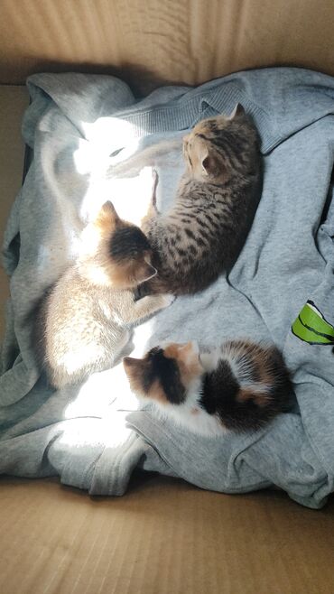 дом для котов: Отдаю котят в хорошие руки нашла сегодня 25 мая две девочки и мальчика