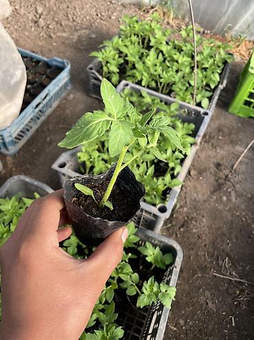 Перец: Рассада 
Помидор 
Огурцы 
Перец 
Баклажан 
И многое другое обращайтесь — 8