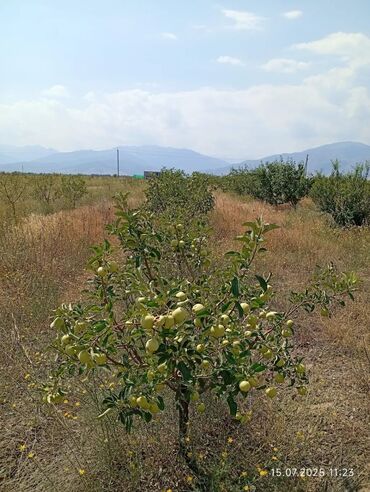 Продажа домов: Дача, 300 м², 2 комнаты, Собственник — 10