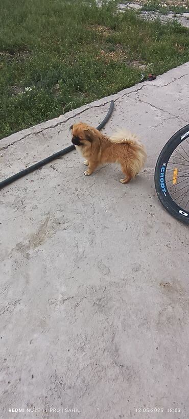 İtlər: Pekines, 1 il, Erkek, Cütləşmə üçün, Pulsuz çatdırılma