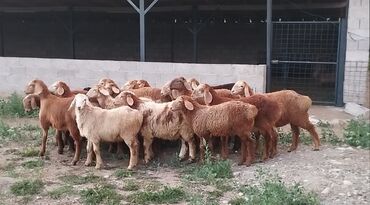 кремация животных бишкек: Продаю | Ягненок | Арашан | На забой, Для разведения | Племенные