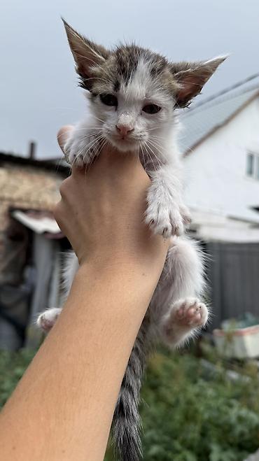 Отдам даром кошку: Котята: мальчик и девочка К латку приучены, игривые кушают очень — 13