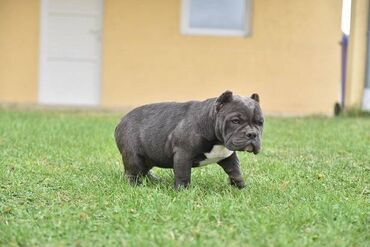 Psi: Dostupni stenci american bully Starosti 4 meseca Primili sve vakcine — 3