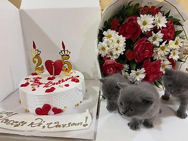 Кошки: Британская, Самка, Самец, Платная доставка — 1