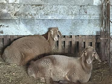 стальная карова: Продаю | Баран (самец) — 2