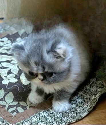 pisi: Чистокровная персидская кошка ещё есть сестра белая очень красивые 15