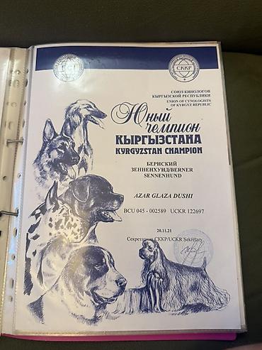 Продажа собак: Бернский зенненхунд, 6 месяцев, Самец, С прививкой — 13