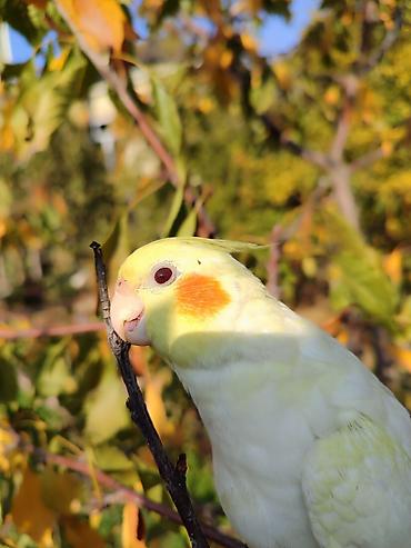 Tutuquşları: Erkək Karella satılır adı Ori di 7 aylıq quşdu ələ çiyinə başa rahat — 5