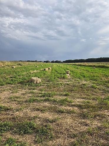 коровы с теленком: 🌾 Сено после семенника 🌾 Продам сено, после обмолота. кастра Без — 9