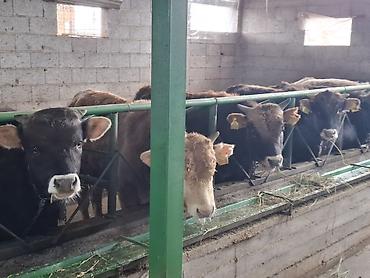 Коровы, быки: Продаю | Бык (самец) | Алатауская | На откорм | Племенные, Привязанные at lalafo.kg — 7 Коровы, быки: Продаю | Бык (самец) | Алатауская | На откорм | Племенные, Привязанные — 7