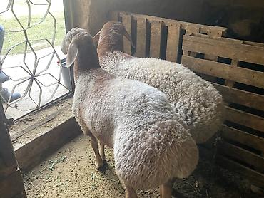 Продам с/х животных: Продаю | Баран (самец) | Полукровка, Арашан | На забой, Для разведения | Племенные, Осеменитель — 1