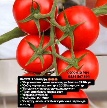 Овощи: Семена овощей: Помидоры, Огурцы, Лук, Самовывоз, Бесплатная доставка, Платная доставка — 5