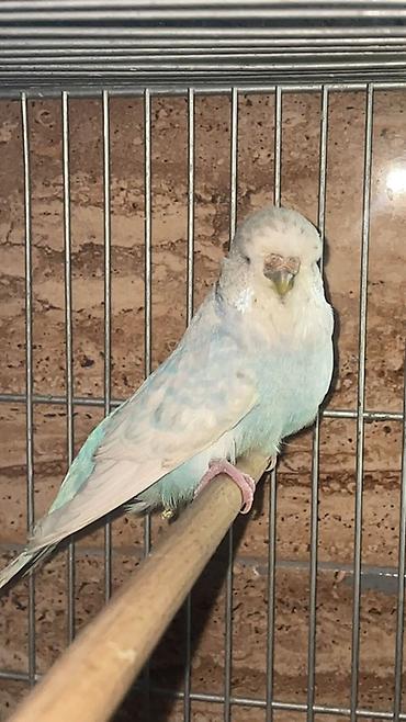 akvarium daş: Dalmatin rəng çaları olan büdcə parroqu (nimfa deyil) – açıq mavi və — 1