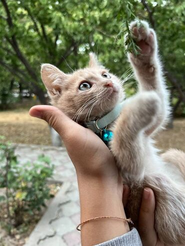 котенок маленький: 🍪Пряник готов к своей семье! В добрые руки мальчик, 2.5 месяца