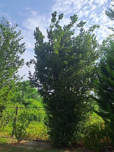 dəniz məhsulları satışı: 🌲 6 METRLİK LİMON YOLKASI – 2 ƏDƏD | HÜNDÜR, BUDANMAMIŞ, TƏBİİ FORMADA — 7