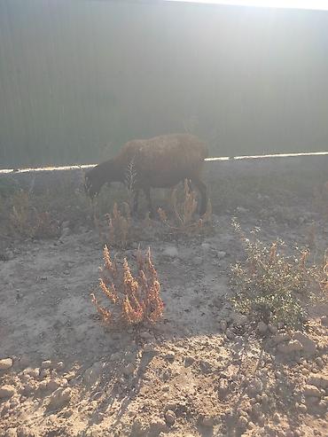 продам рыбу: Продаю | Овца (самка) | Для разведения | Матка — 1