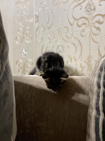 котята норвежской лесной кошки: 1 месяц, Девочка, Серый — 7