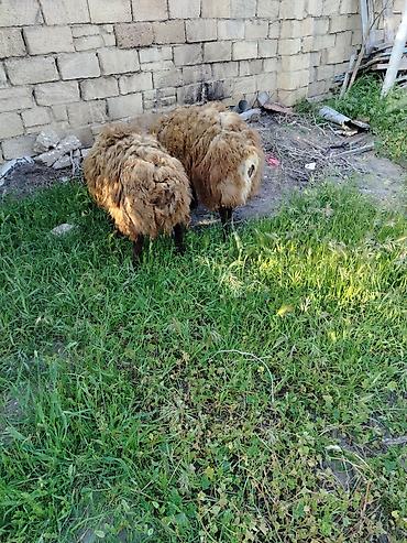 Mal-qara: Qoyun – yerli cins, tünd-qəhvəyi yunlu Məhsulun təsviri: - — 4