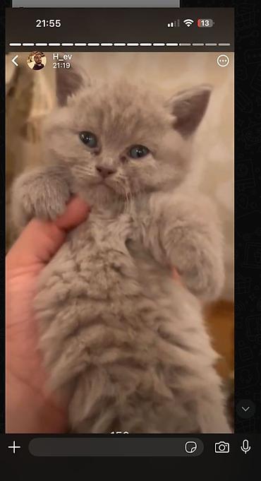 Pişiklər: Britan — 7