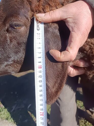 Бараны, овцы: Продаю | Овца (самка) | Арашан — 2