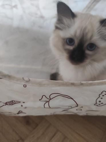 Mačke: Ragdoll mačići – blue point rođeni 02.04. - Prelepi ragdoll mačići sa — 5