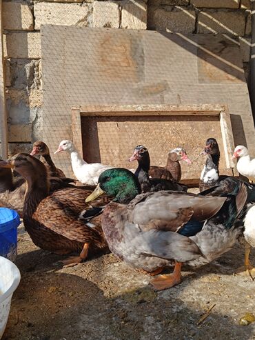 Ördəklər: 2 eded 6 ayliq yaxshi beslenmish ruan ordek(erkek dishi)cutu 125azn 5 -da lalafo.az — 3 Ördəklər: 2 eded 6 ayliq yaxshi beslenmish ruan ordek(erkek dishi)cutu 125azn 5 — 3