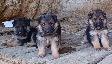 купить собаку породы хмонг: Продаются щенки. мать эвропейская, отец немецкой породы. дата рождения
