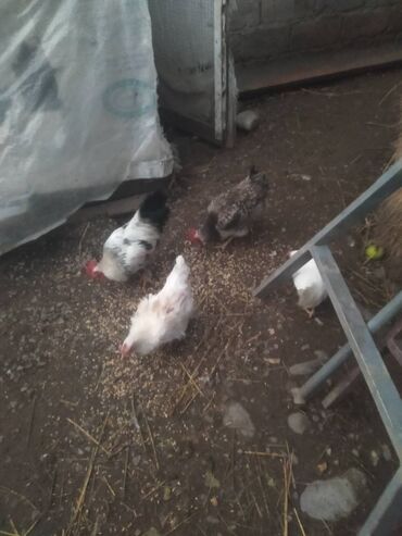 bakida cins ineklerin satisi: 3 toyuq bir xoruz lalafo.az -da bakida cins ineklerin satisi: 3 toyuq bir xoruz