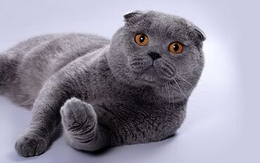 Коты: Чистокровный Кот породы Scottish Fold Вислоухий ищет Кошку для Вязку