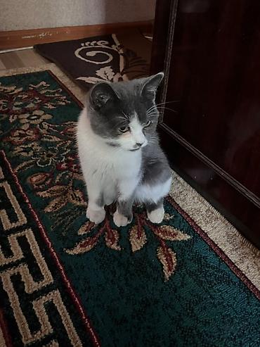 коротколапый кот купить: Котёнок с необычной окраской арлекин: серо-белый, с симметричными — 3
