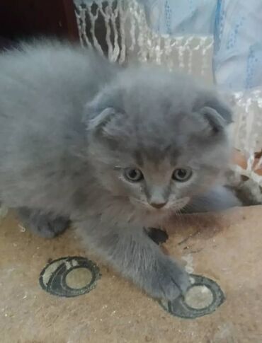 шотландская вислоухая голубая кошка: В продаже шотландские котята, возраст 2 месяца
