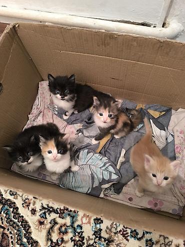 кошка девочка: Котята-домоседы, помет из 5 малышей. Окрас на выбор: - триколор — 1