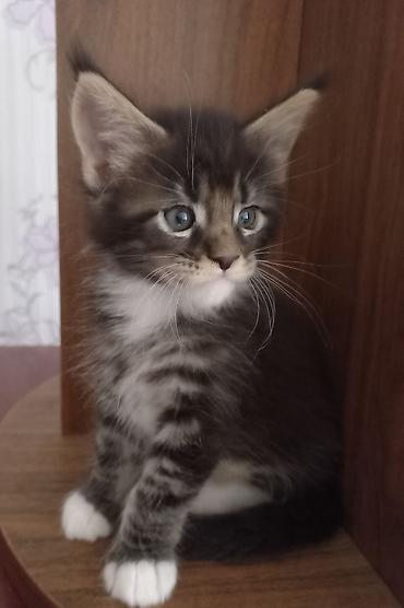Продажа кошек: 🐾🐈Предлагаются к ранней брони очаровательные котята мейн-кун — 8