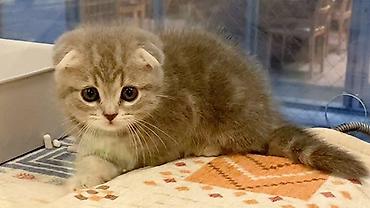 Кошки: Шотландская вислоухая — 3