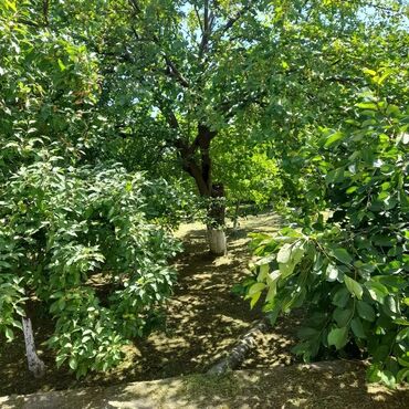 Günlük kirayə evlər: 250 kv. m, 5 otaqlı, Su, Kanalizasiya, Artezian quyusu -da lalafo.az — 17 Günlük kirayə evlər: 250 kv. m, 5 otaqlı, Su, Kanalizasiya, Artezian quyusu — 17