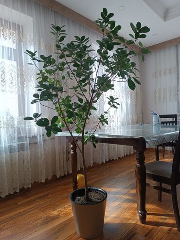 фикус с белыми листьями: Продается фикус, высота вместе с горшком 165см, цена 8000 сом