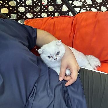 pisikli qulaqciq: Şotland yastı qulaq, Erkək, Yaxşı əllərə, Ödənişli çatdırılma — 9