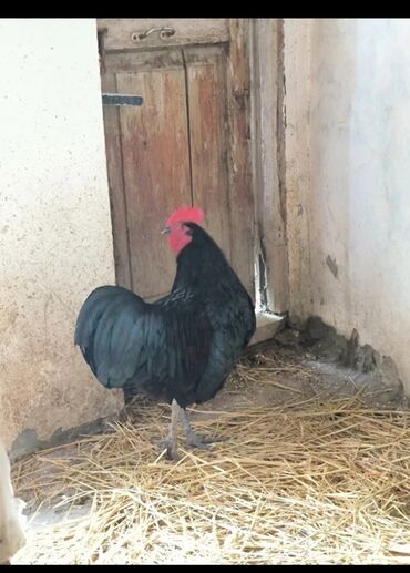 en cox sud veren inekler: 🐓 Cavan əsl damazlıq aktiv avstrolorp xoruz satıram tam sağlam iri