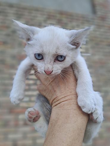 сфинкс котята: Котёнок с голубыми глазами - Окрас: светлый, почти белый, с нежными — 1
