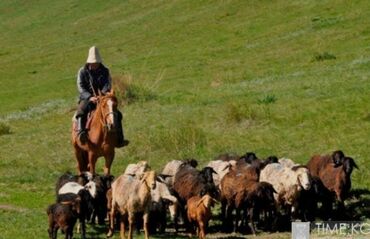 пицца печь б у: Требуется Пастух, Оплата Ежемесячно