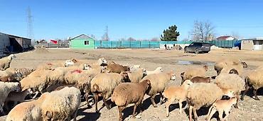 cins keciler: Erkək, il: 1, Damazlıq, Pulsuz çatdırılma — 9