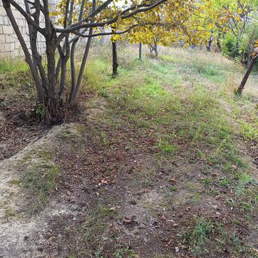 Torpaq sahələrinin satışı: 24 sot, Kənd təsərrüfatı -da lalafo.az — 6 Torpaq sahələrinin satışı: 24 sot, Kənd təsərrüfatı — 6