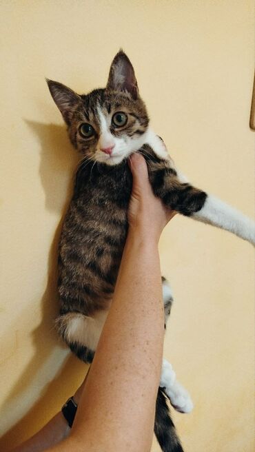 английская короткошерстная кошка: Породасыз, 5 айлык, Эркек, Эмделген, Лотокко барууга үйрөтүлгөн, Курттардан тазаланган