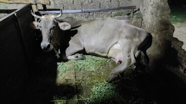 купить корову швицкой породы: Продаю | Корова (самка) | Швицкая | Для молока