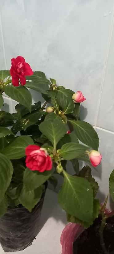 guzgu boydan: Məhsul: Bəzək kolları – Portulaka (güləbaxan) və Fuksiya - Portulaka — 9