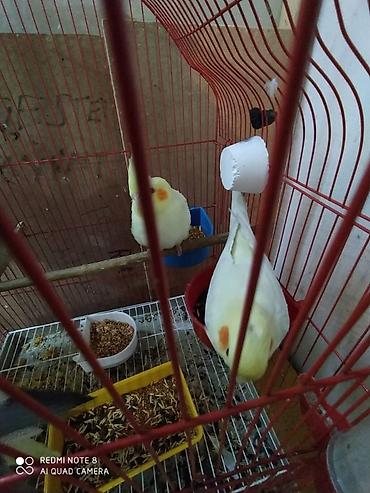 bulbul satılır: Diqqet quslarin altinin ve yerinin temizliyine fikir verin — 6