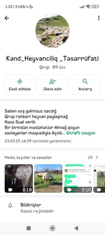 kreditle inekler: Erkək, il: 9, Damazlıq